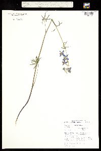 Image of Delphinium nuttallianum