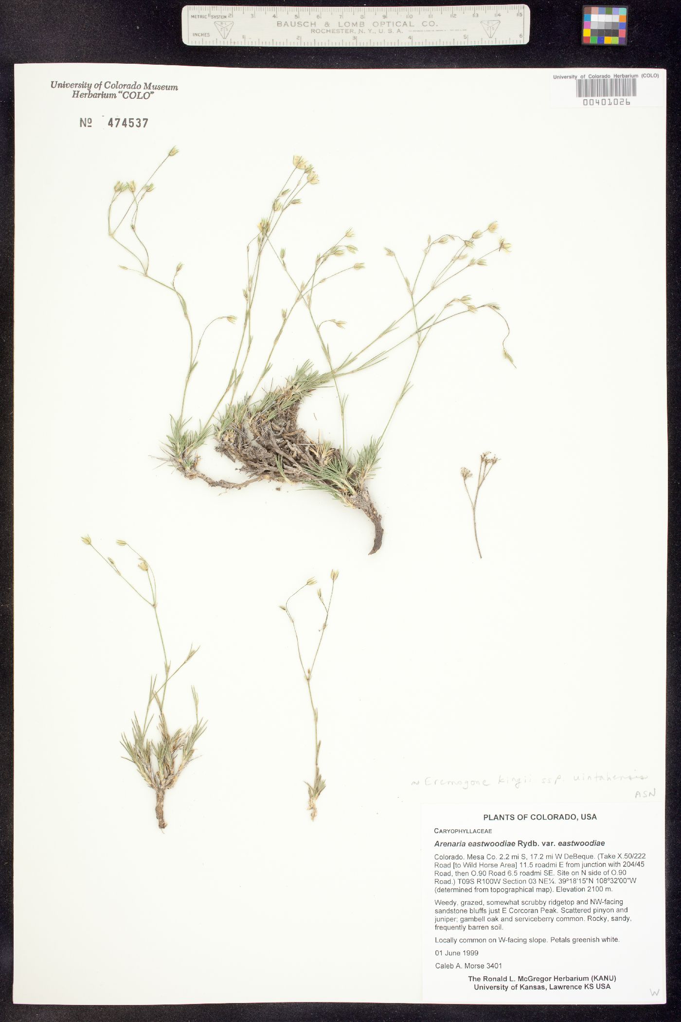 Eremogone kingii var. glabrescens image