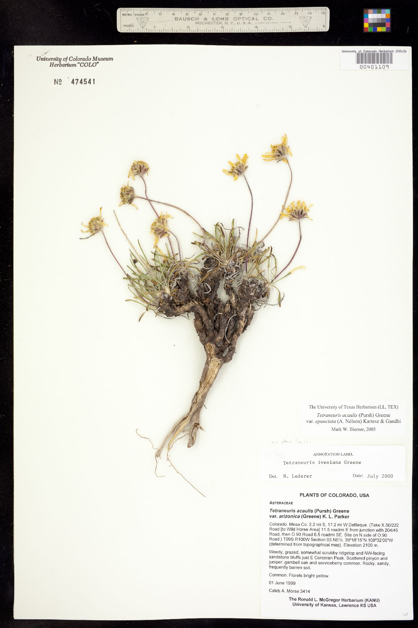 Tetraneuris acaulis var. epunctata image