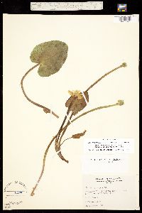 Caltha leptosepala var. leptosepala image