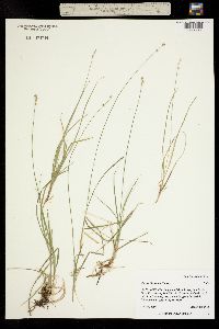 Image of Carex disperma