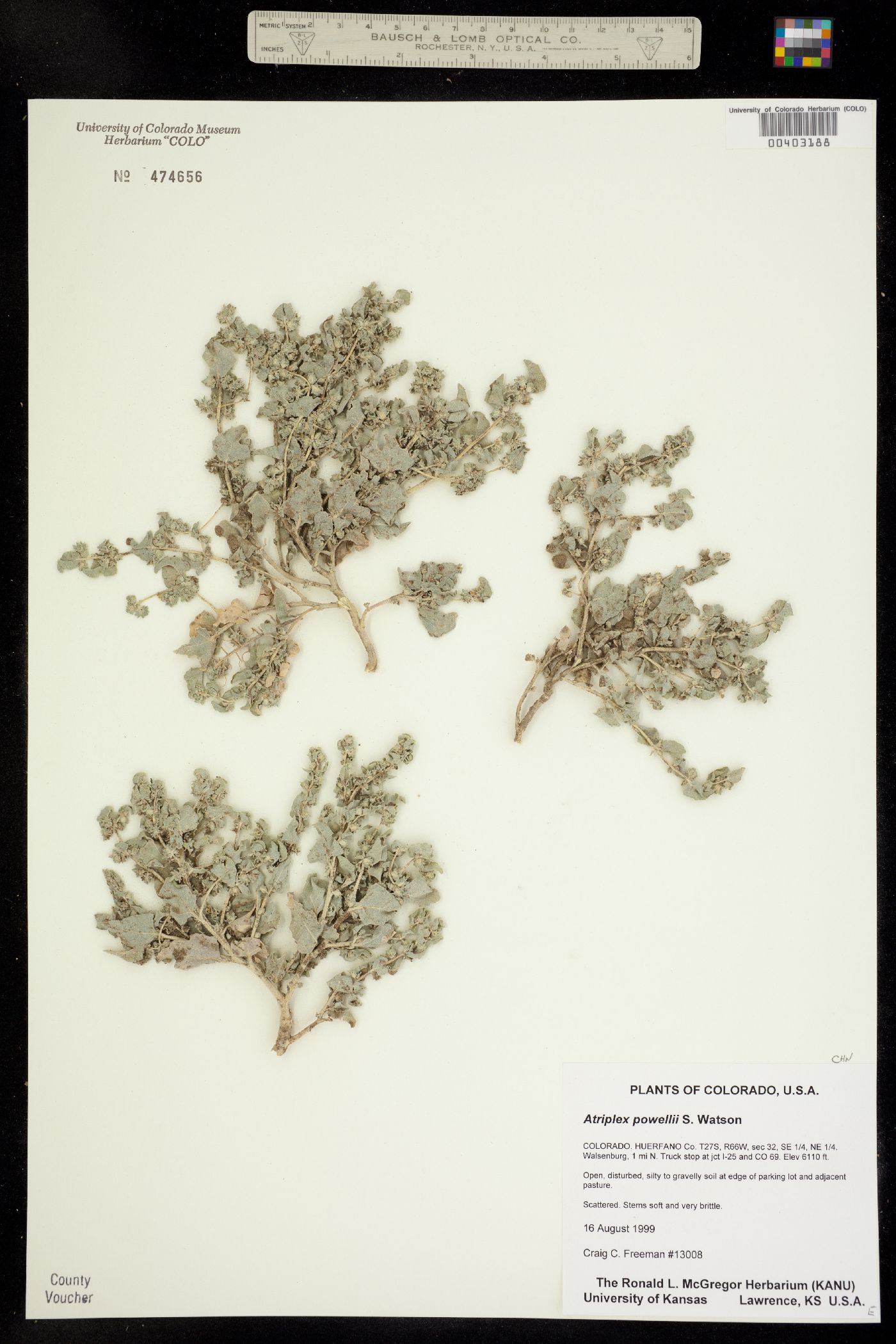 Atriplex powellii image