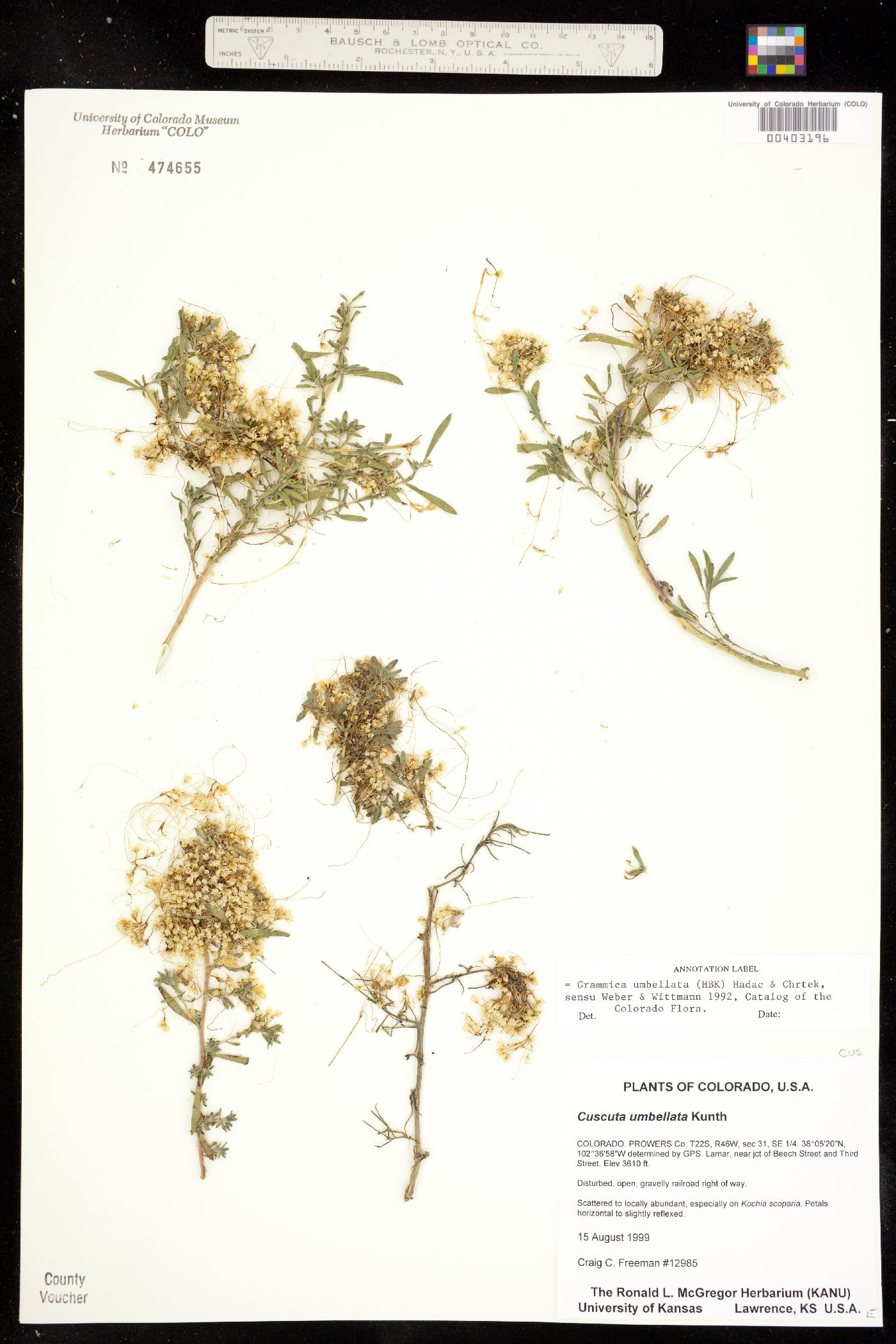 Cuscuta umbellata image