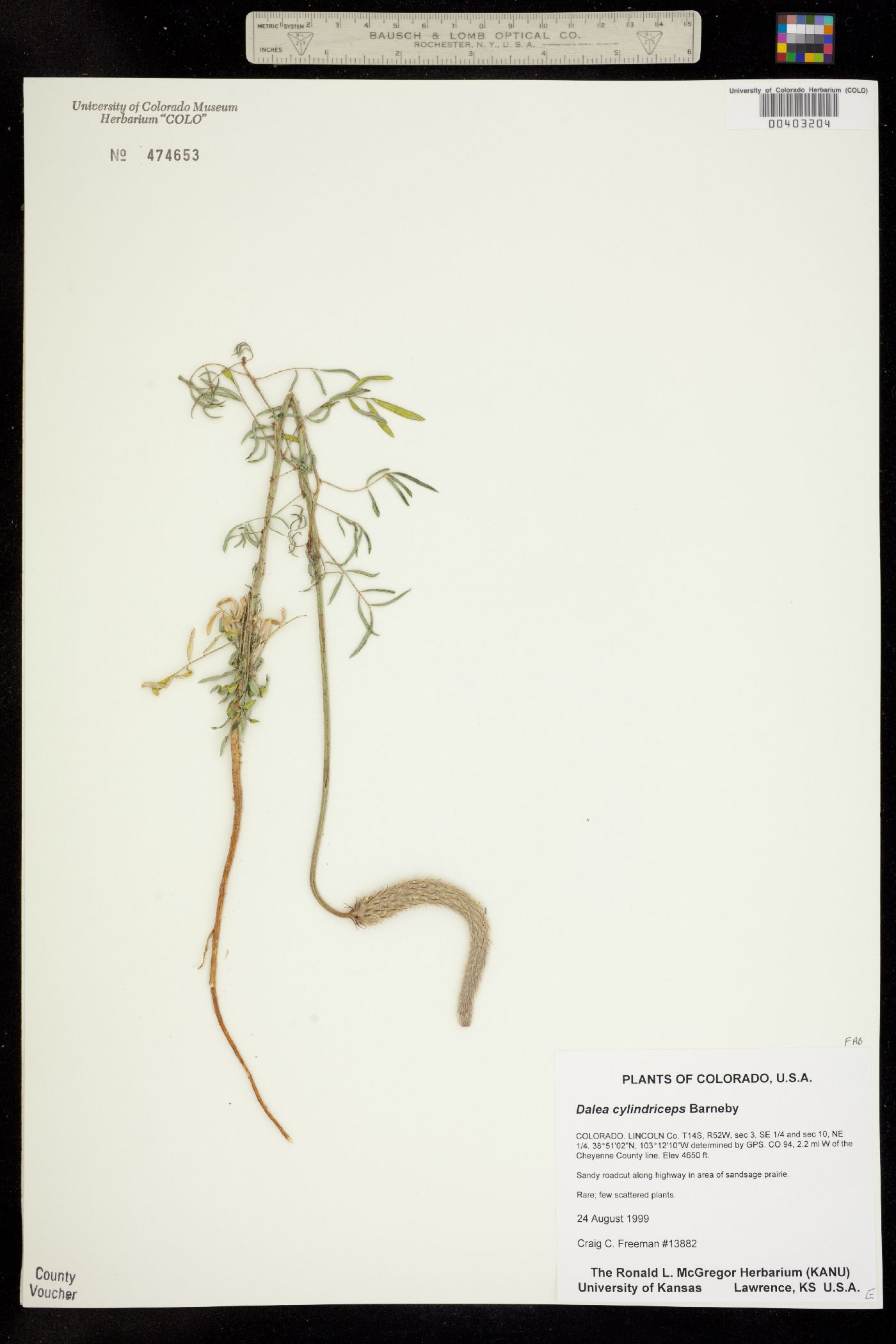 Dalea cylindriceps image