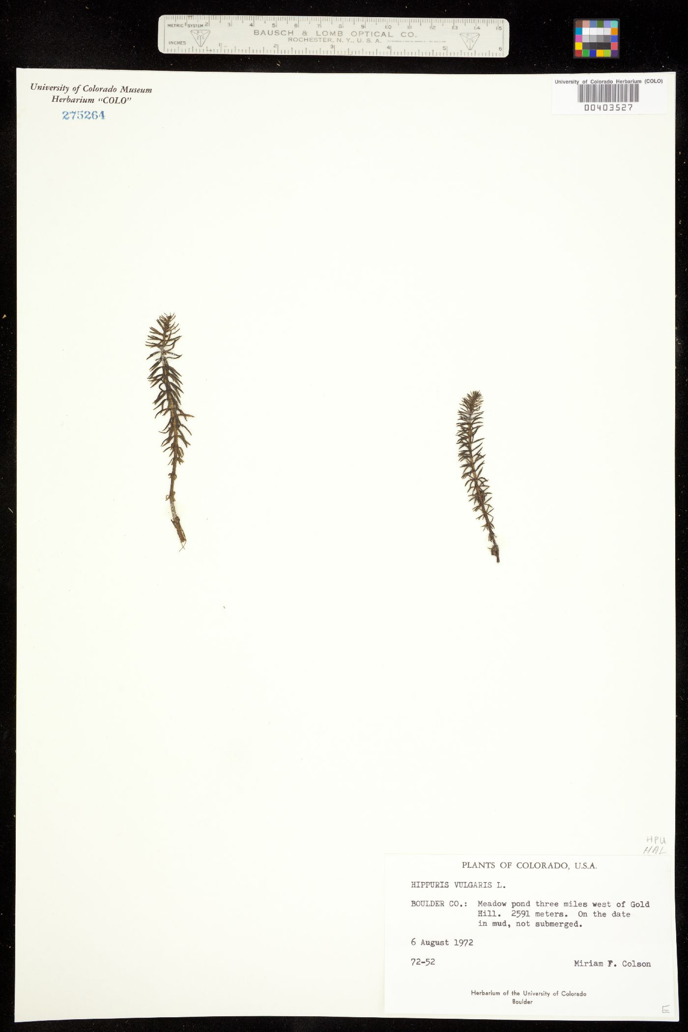 Hippuridaceae image