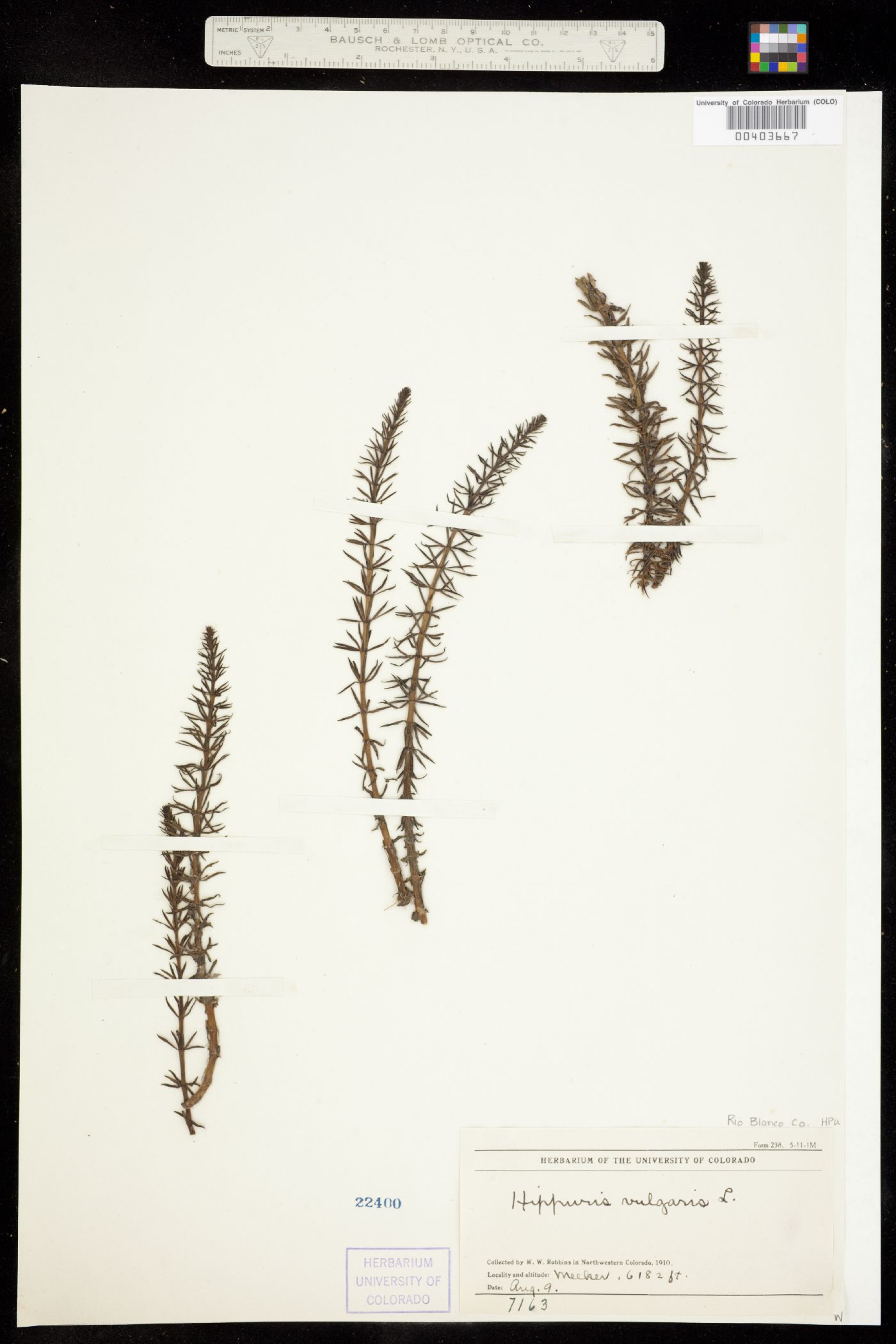 Hippuris vulgaris image