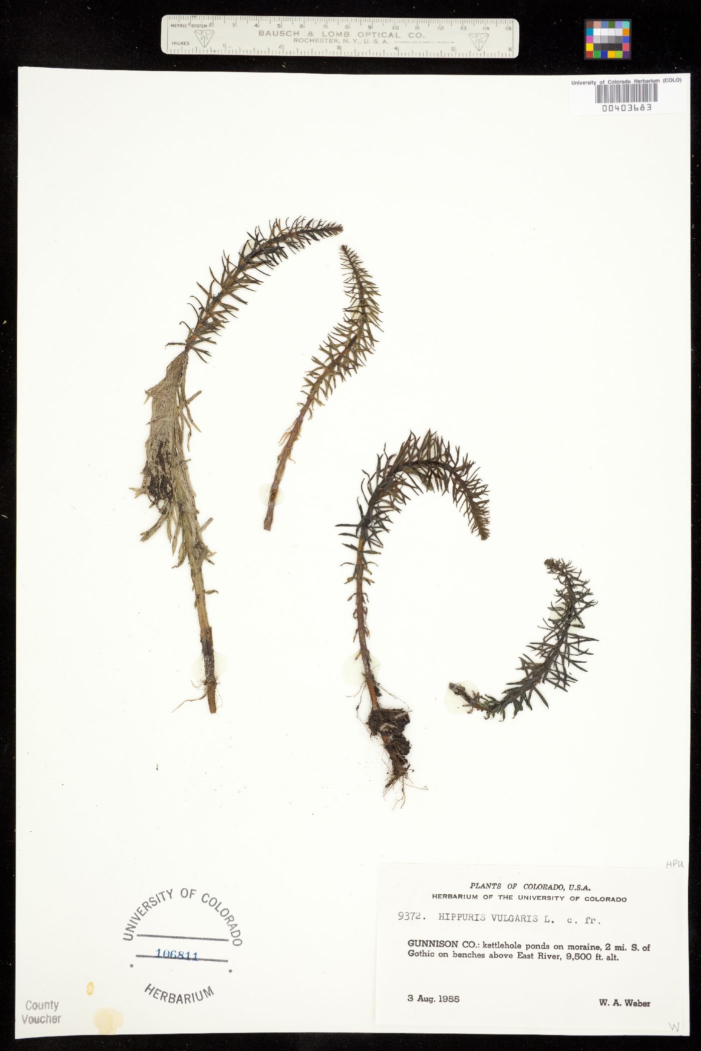 Hippuris vulgaris image
