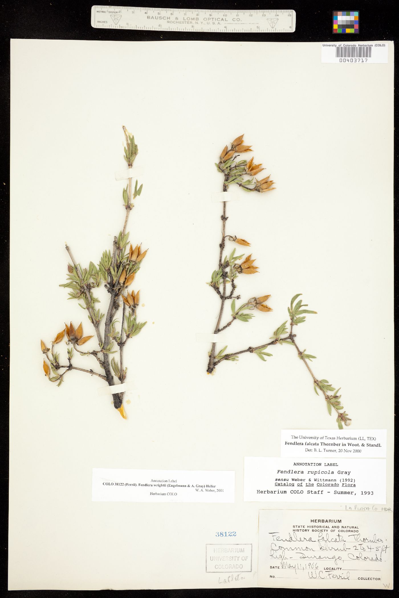 Fendlera rupicola image