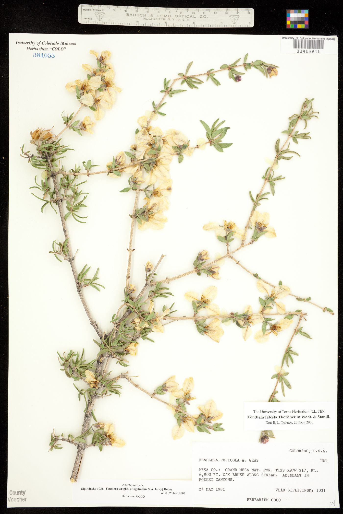 Fendlera rupicola var. wrightii image