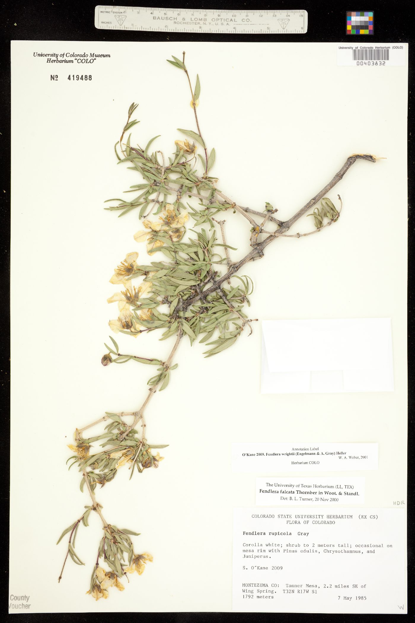 Fendlera image