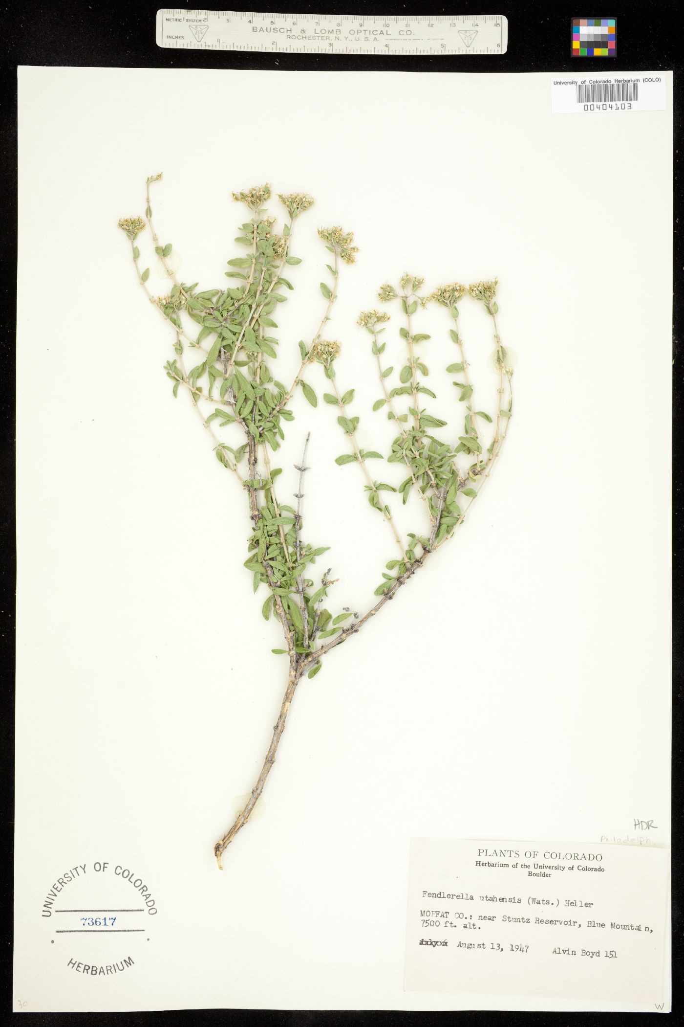 Fendlerella utahensis image