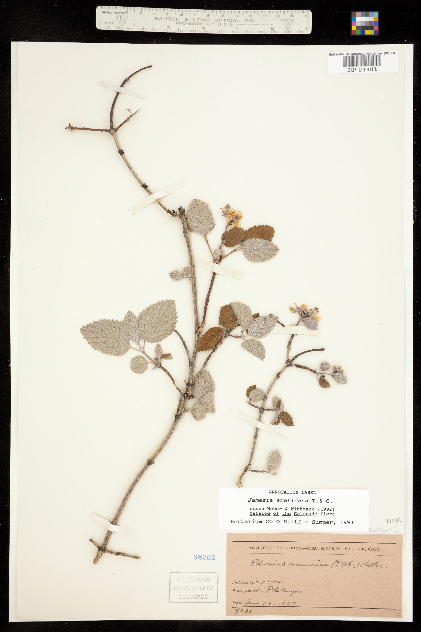 Hydrangeaceae image