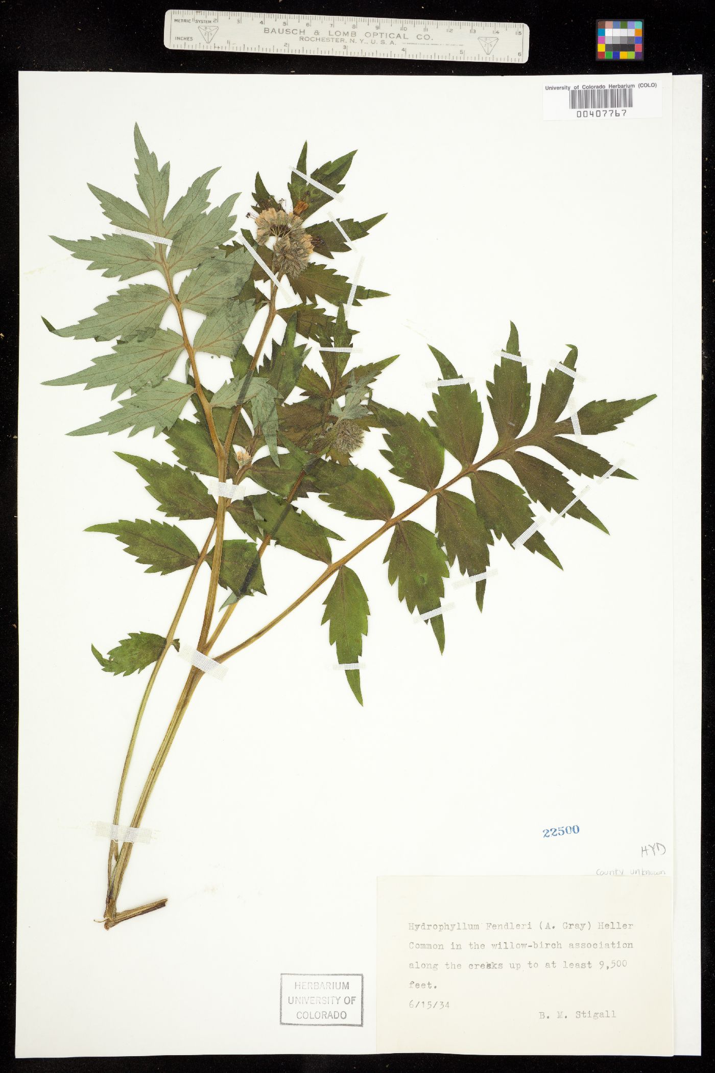 Hydrophyllum fendleri image