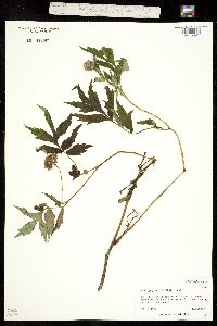 Image of Hydrophyllum fendleri