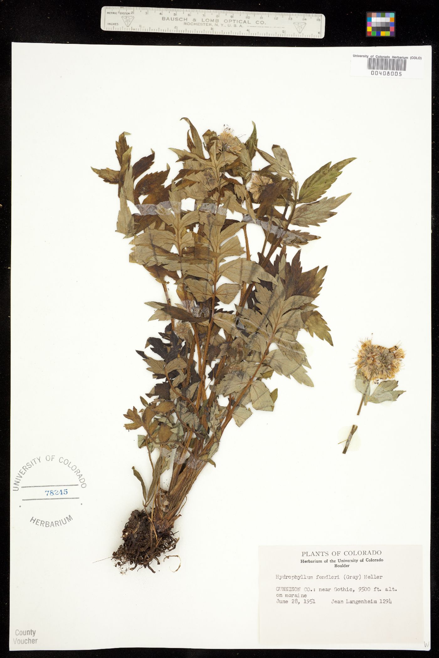 Hydrophyllaceae image