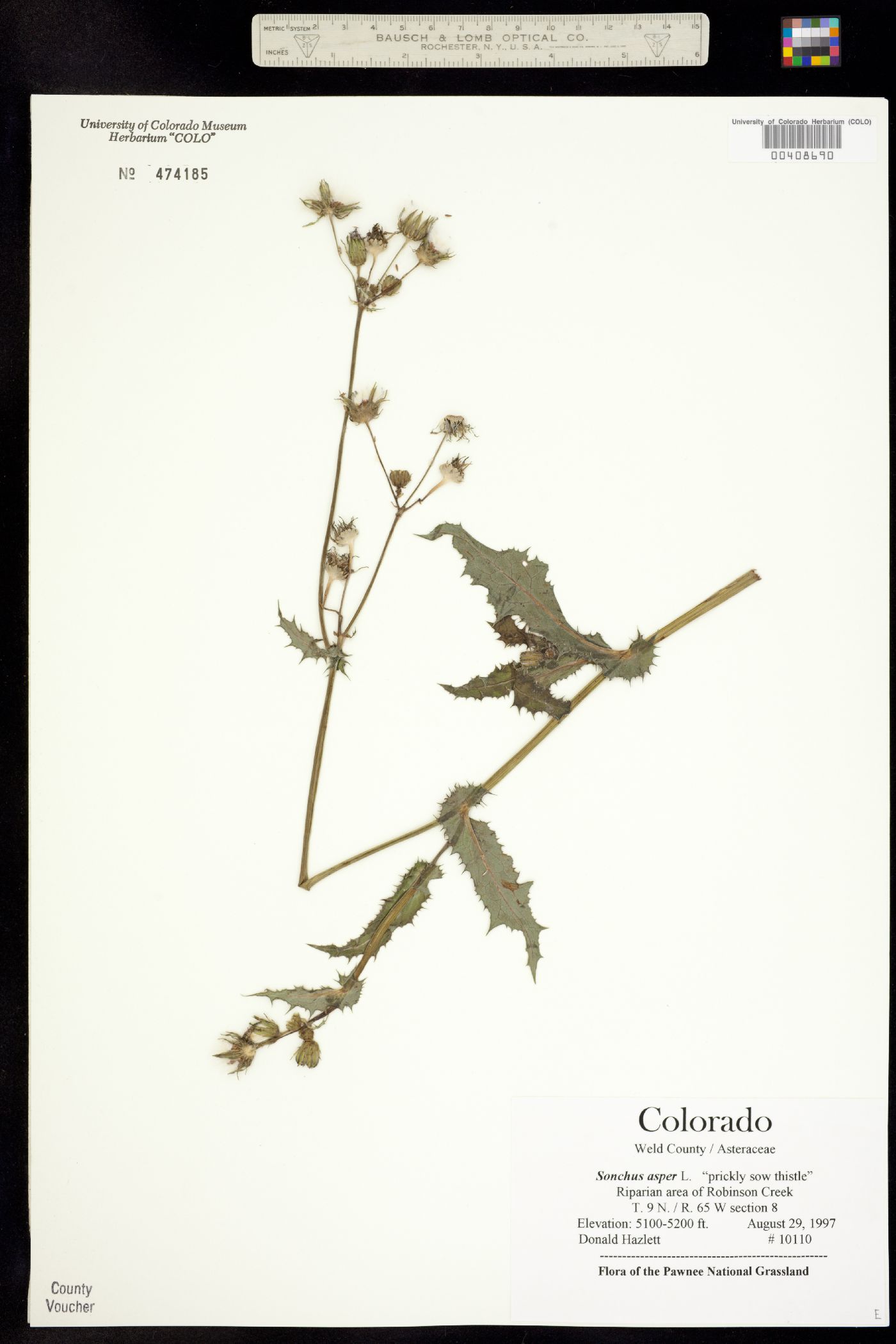 Sonchus asper image