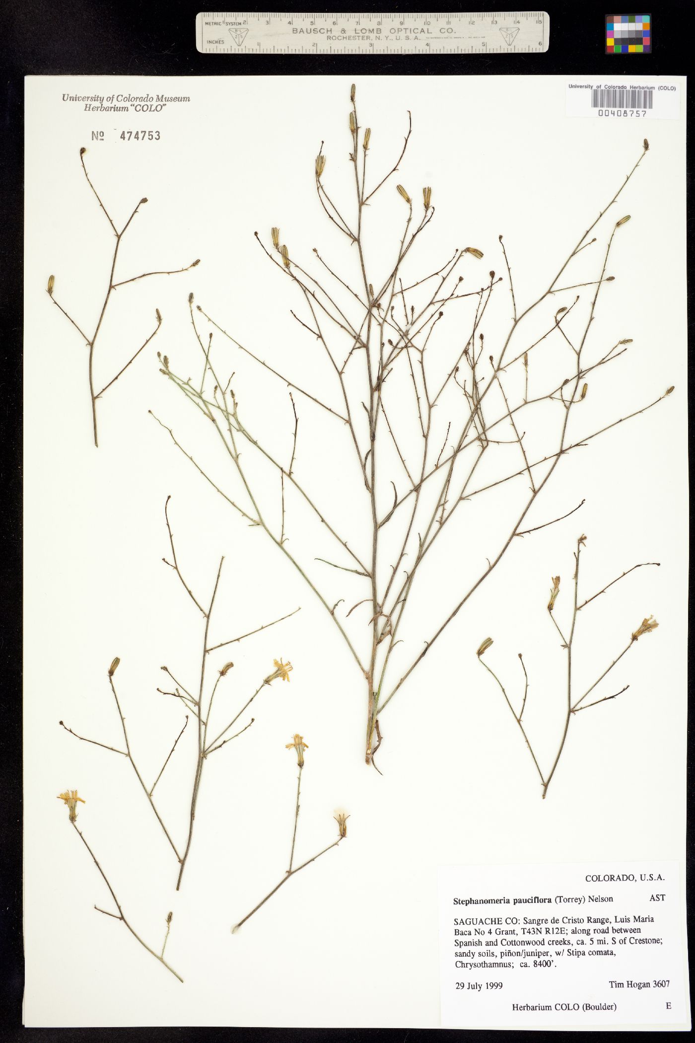 Stephanomeria pauciflora image