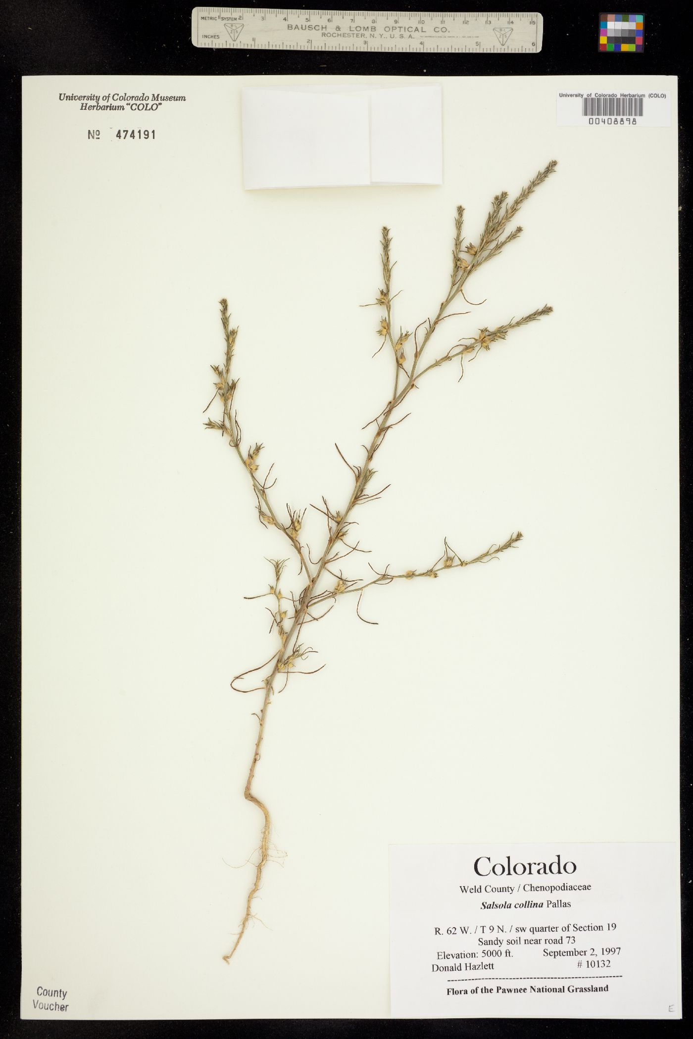 Salsola collina image