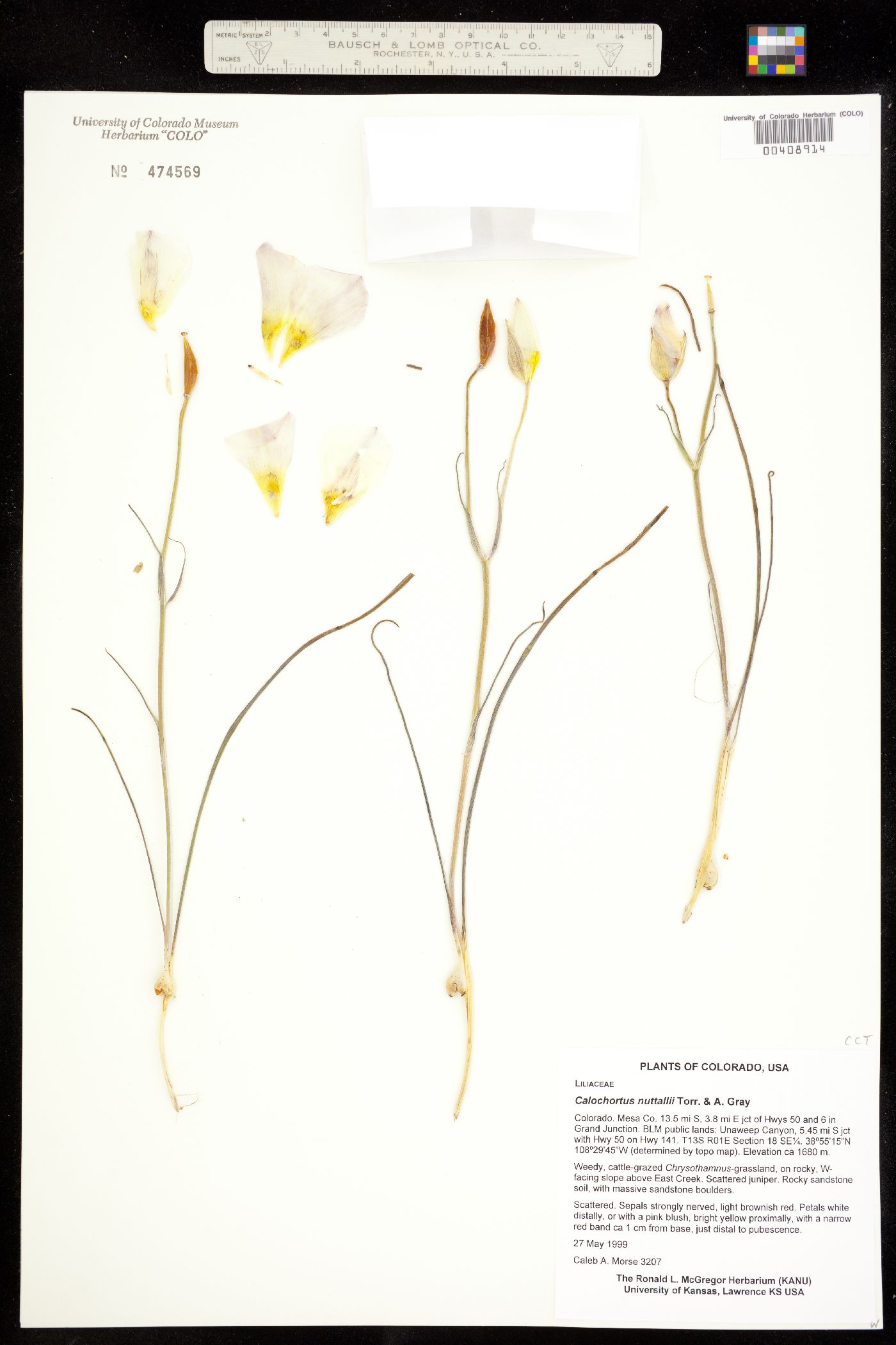 Calochortus ciscoensis image