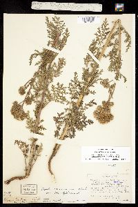 Phacelia alba image