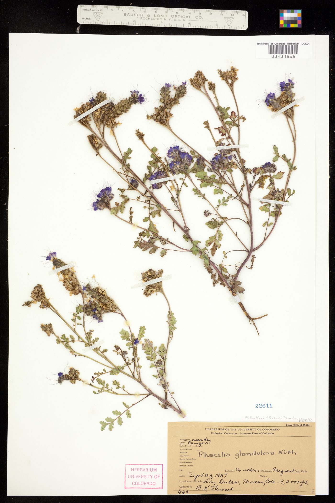 Phacelia bakeri image