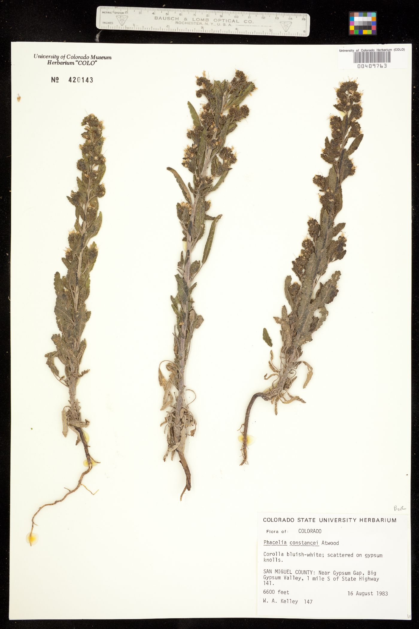 Phacelia constancei image