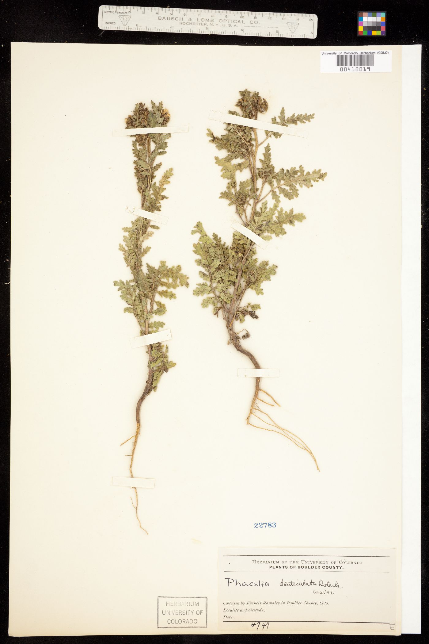 Phacelia denticulata image