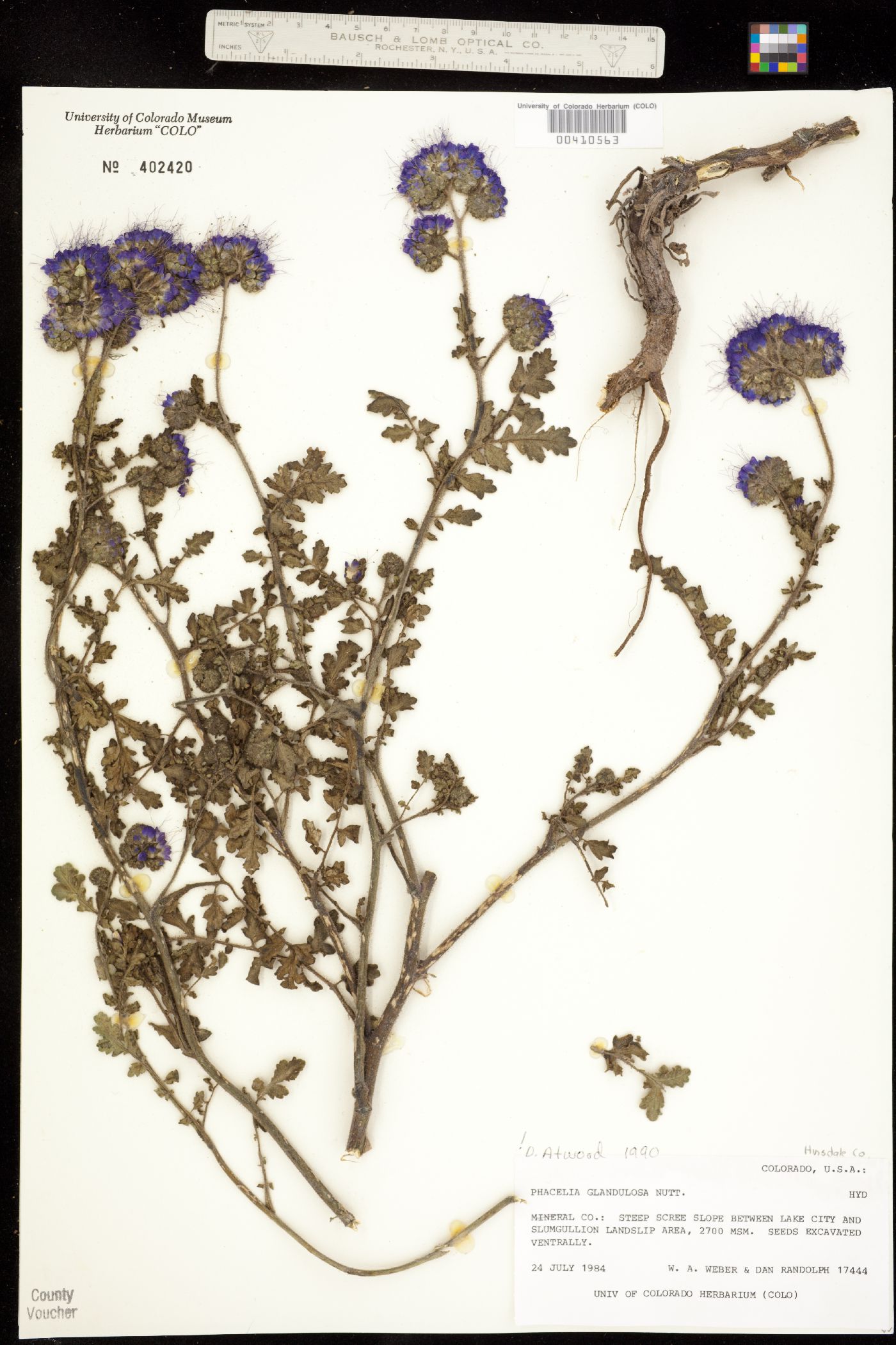 Phacelia glandulosa image