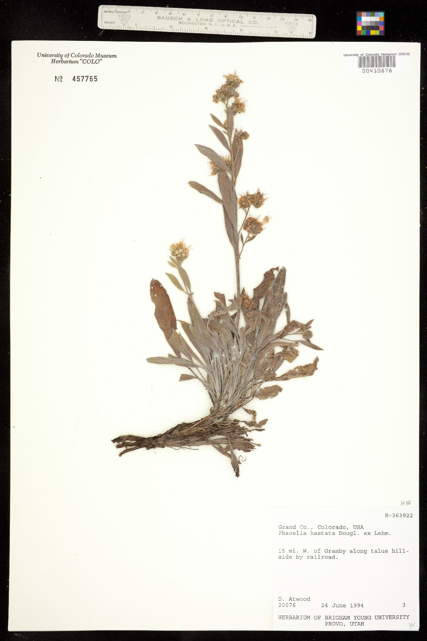 Phacelia hastata image