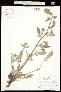 Image of Phacelia heterophylla