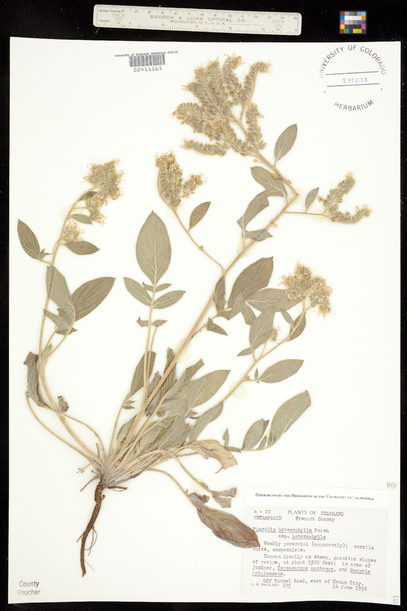 Hydrophyllaceae image