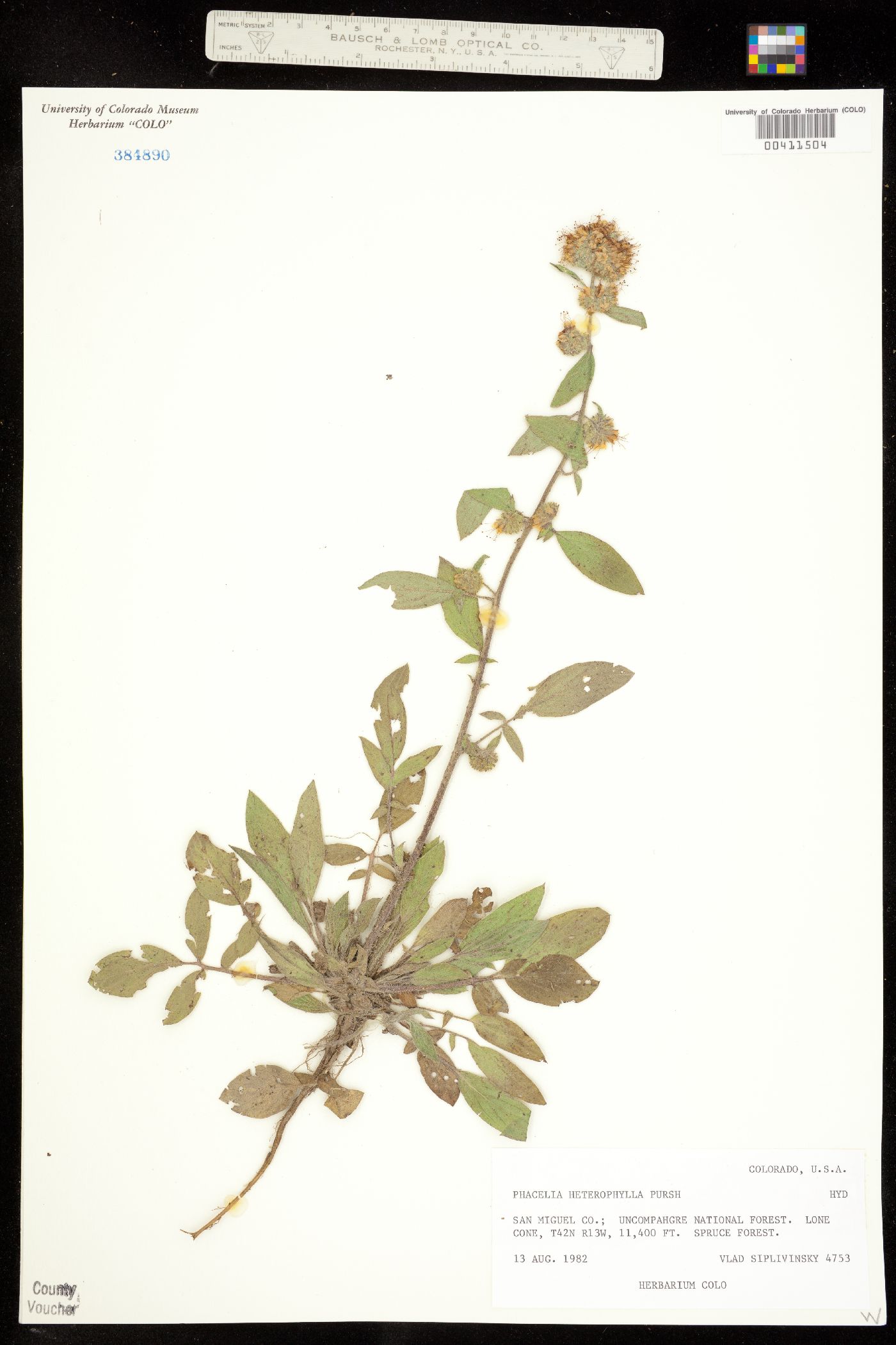 Hydrophyllaceae image