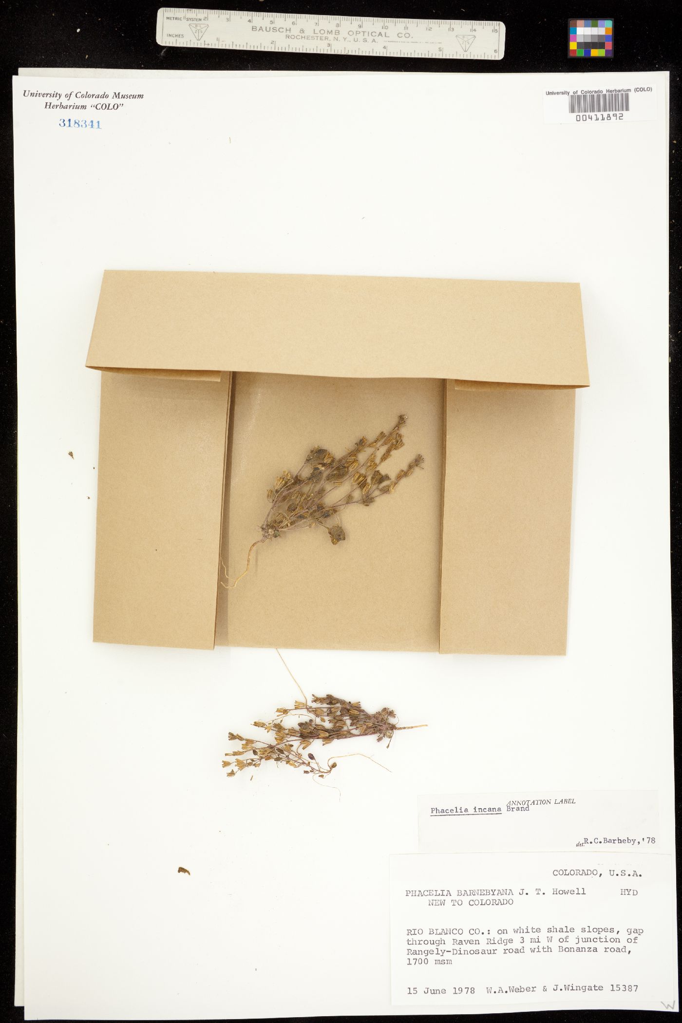 Phacelia incana image