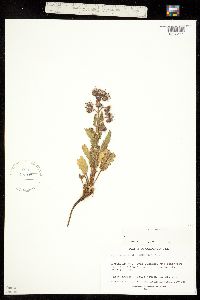 Image of Phacelia integrifolia