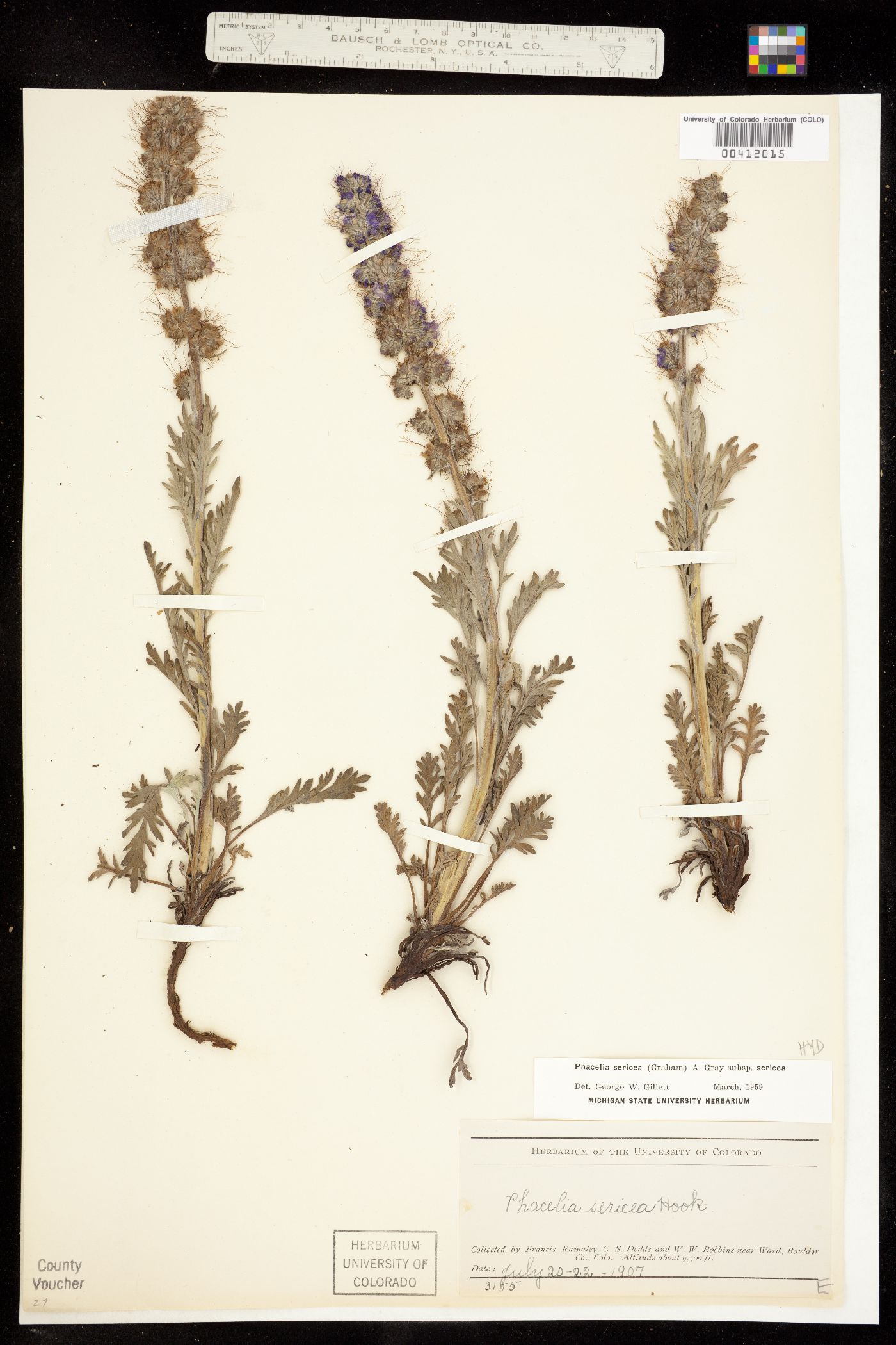 Phacelia sericea ssp. sericea image