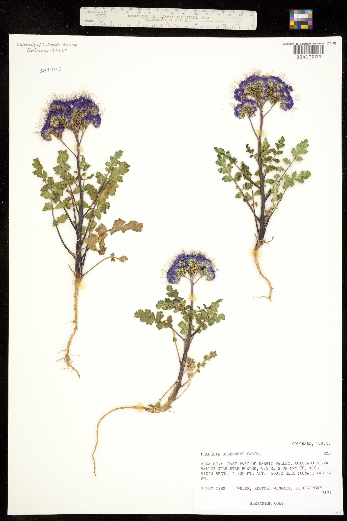 Phacelia splendens image