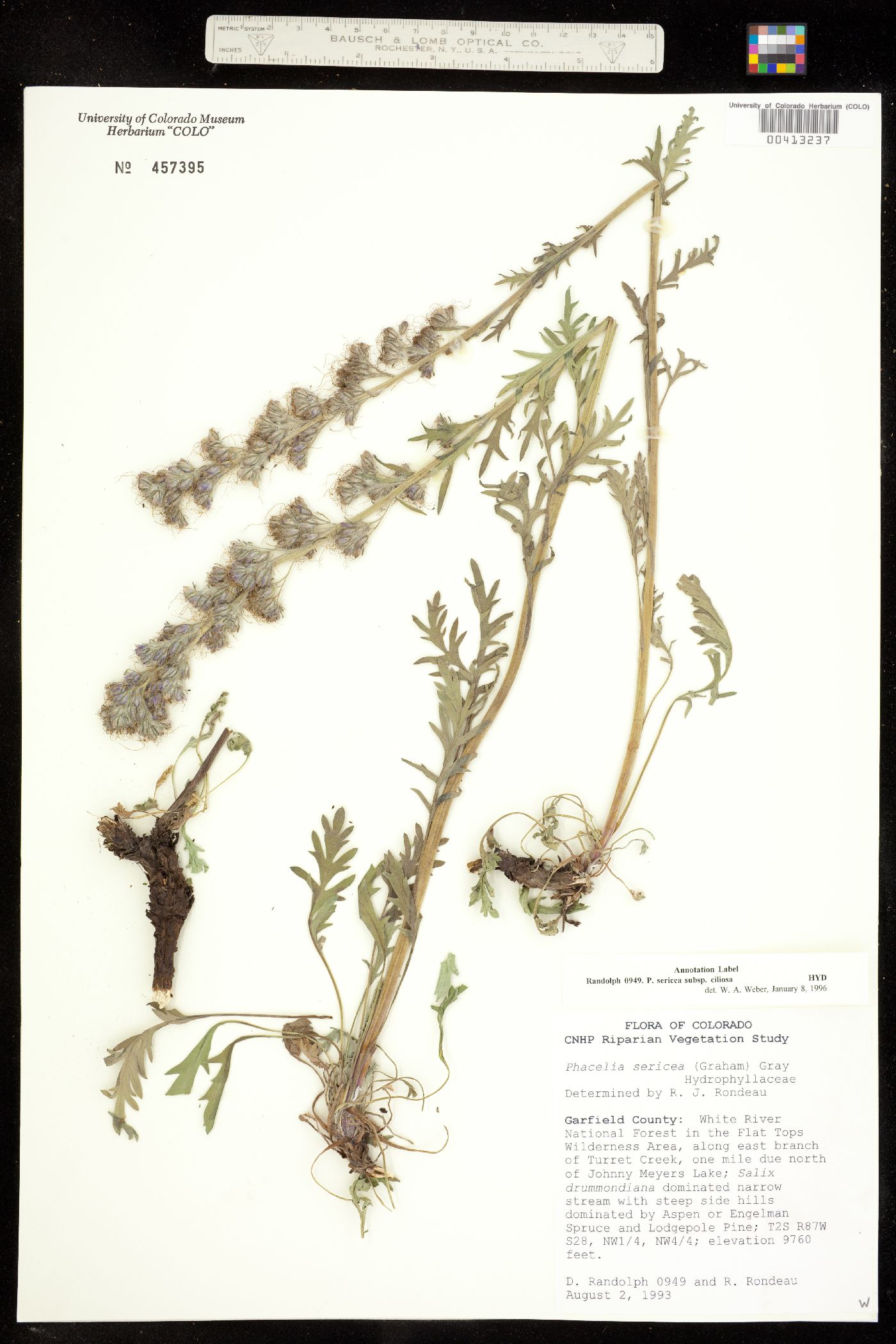Phacelia sericea ssp. ciliosa image