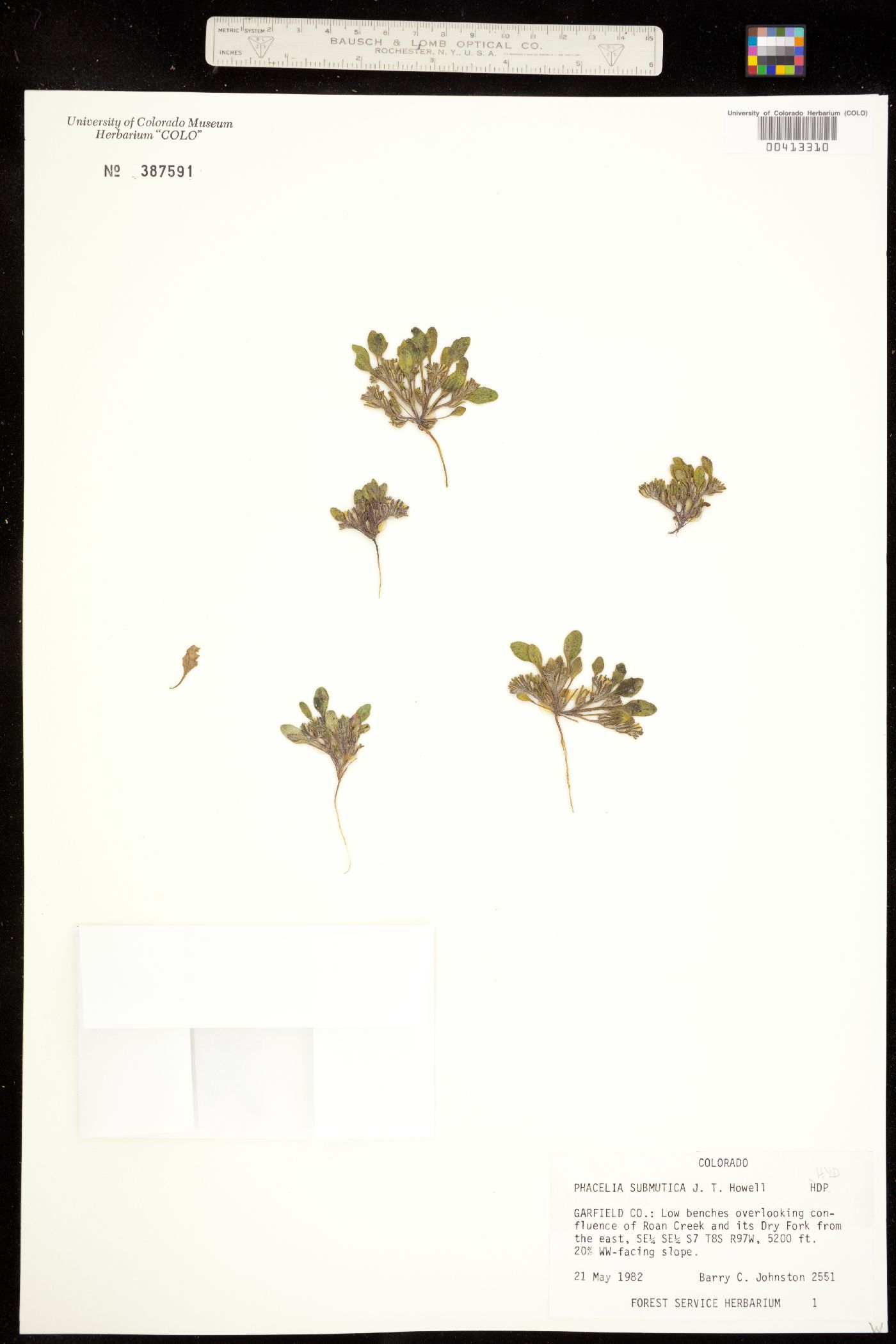 Phacelia scopulina var. submutica image