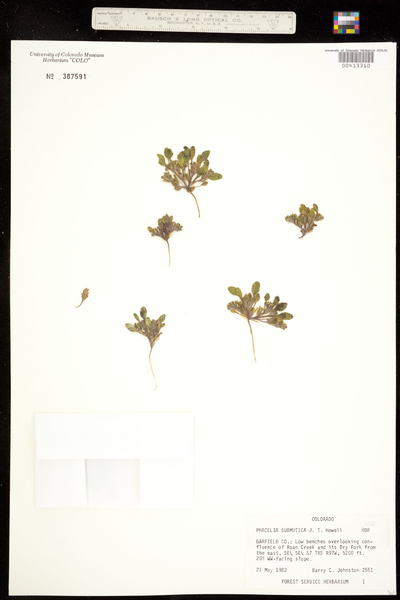 Phacelia scopulina image