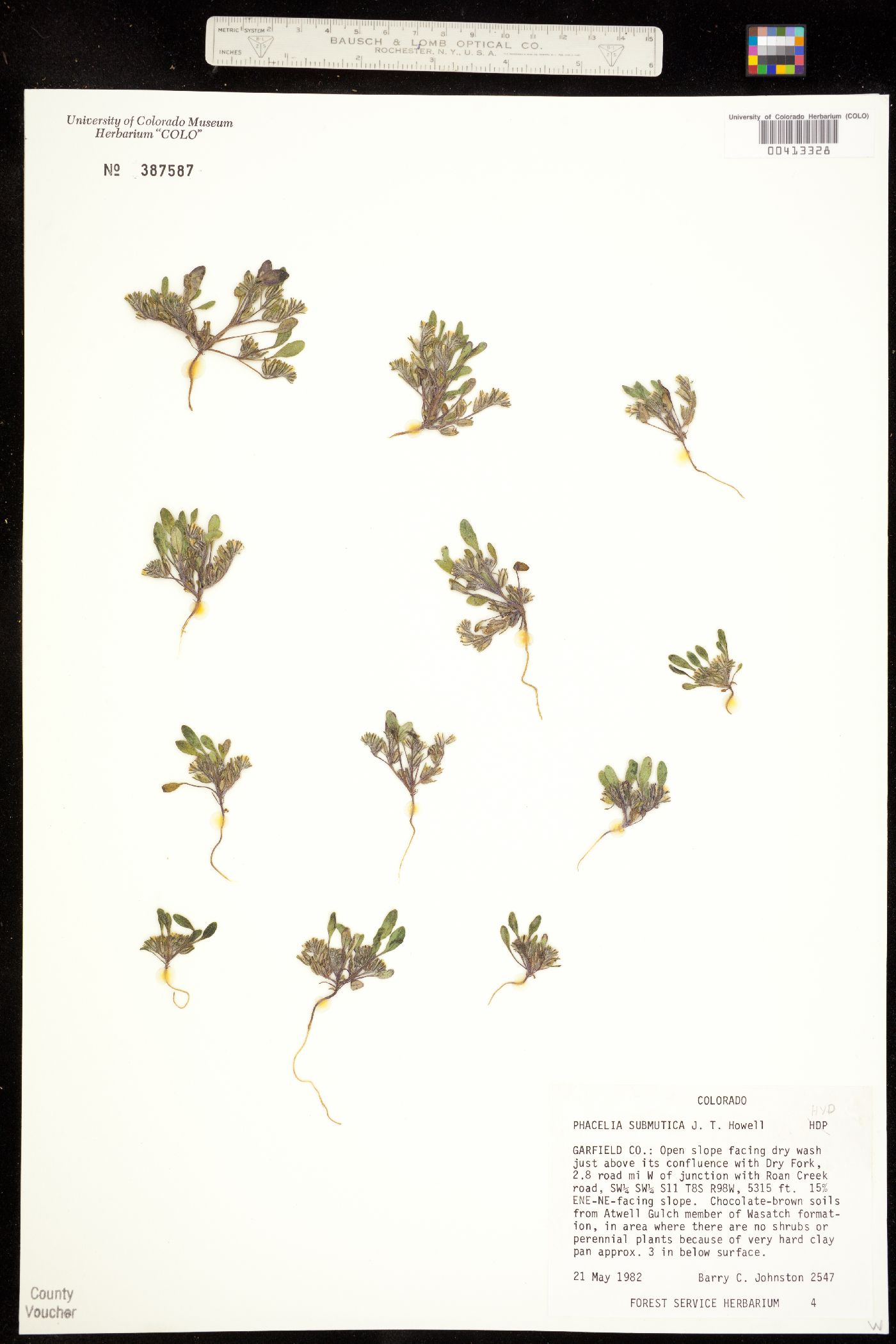 Phacelia scopulina image