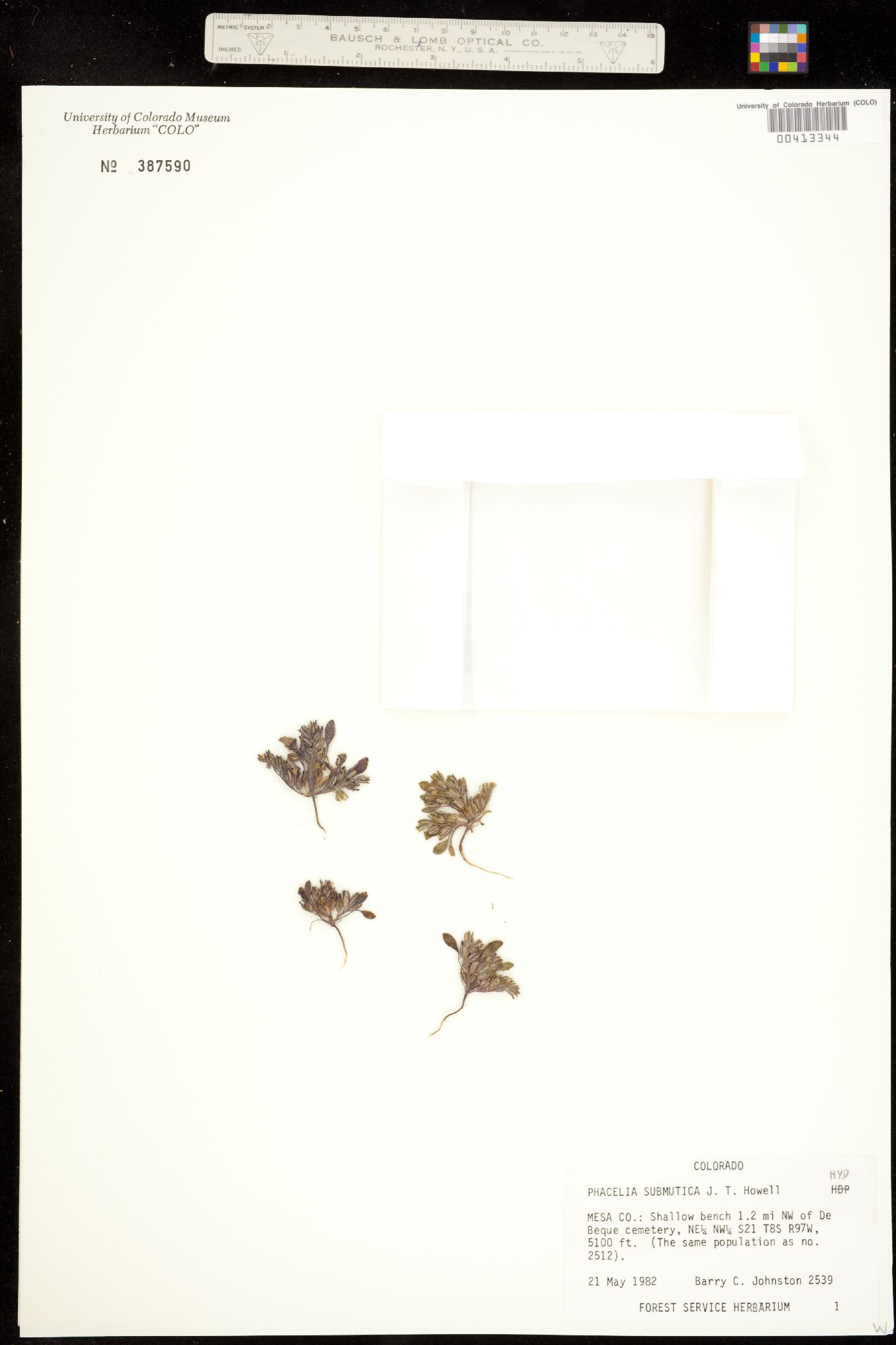 Phacelia scopulina image