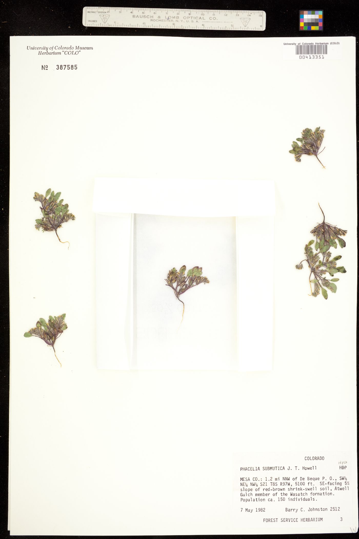 Phacelia scopulina var. submutica image