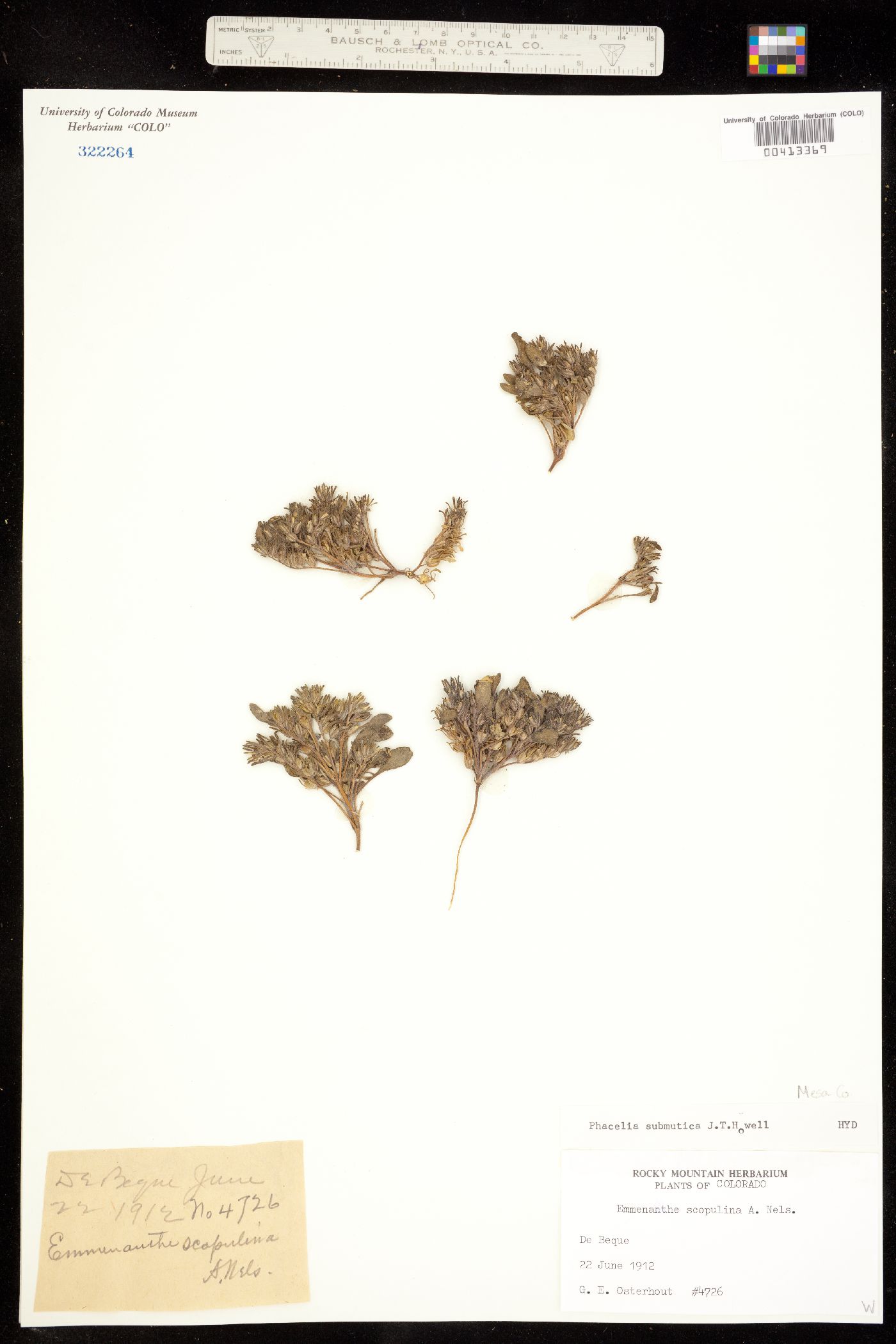 Phacelia scopulina var. submutica image