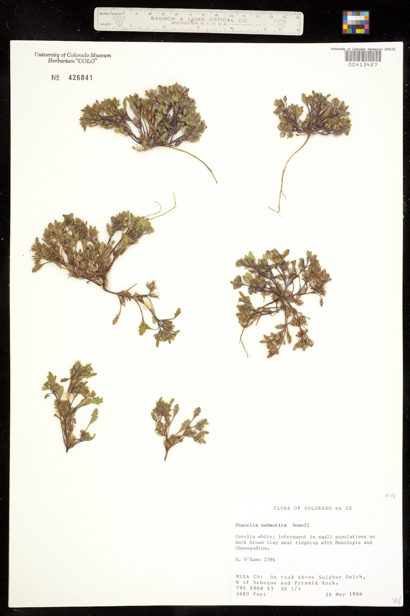 Phacelia scopulina image