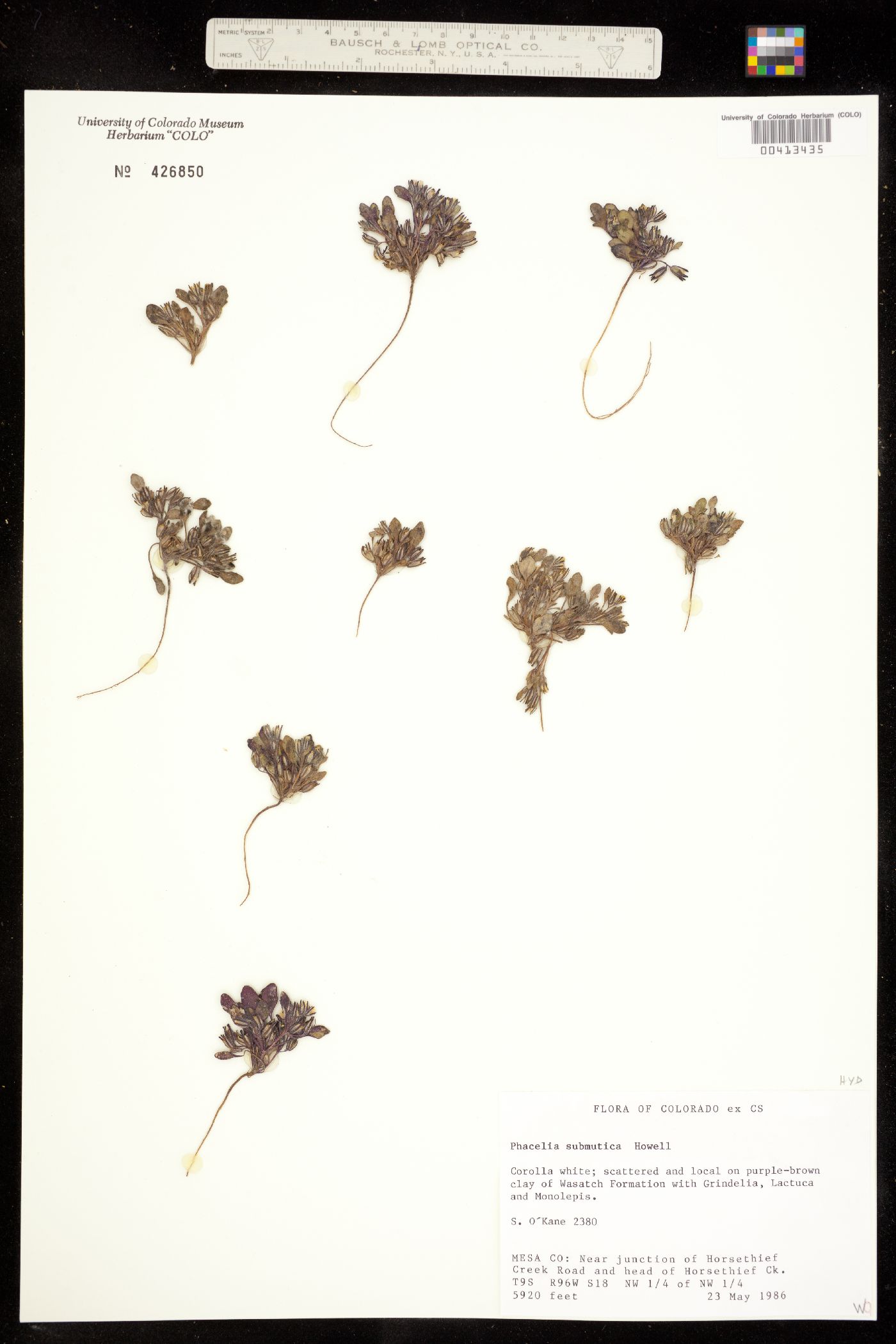 Phacelia scopulina var. submutica image