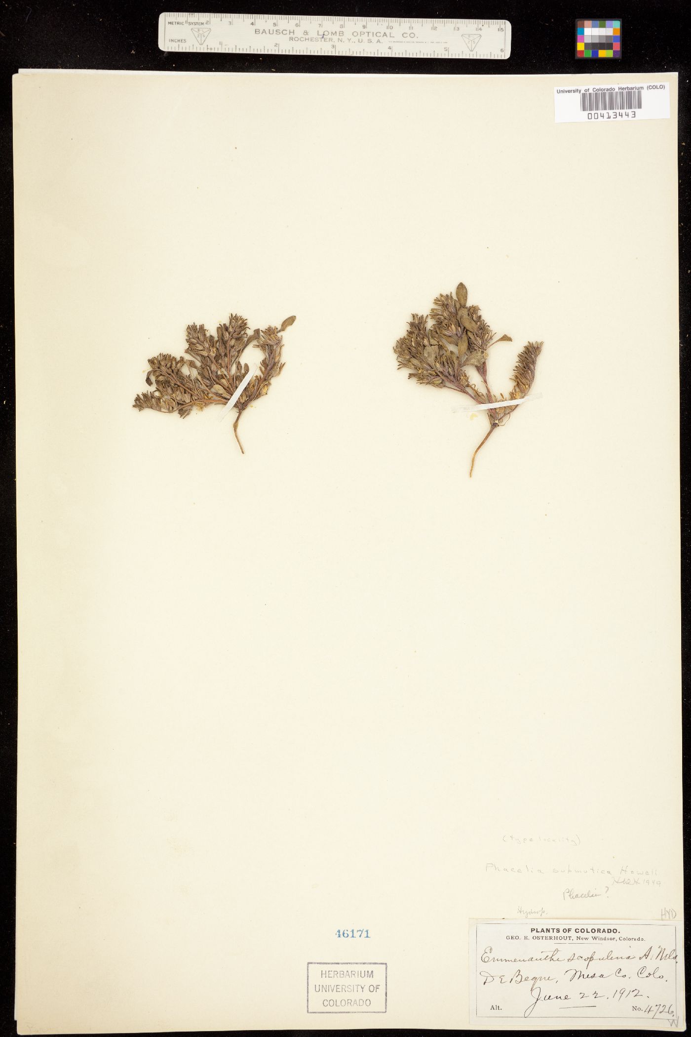 Phacelia scopulina var. submutica image