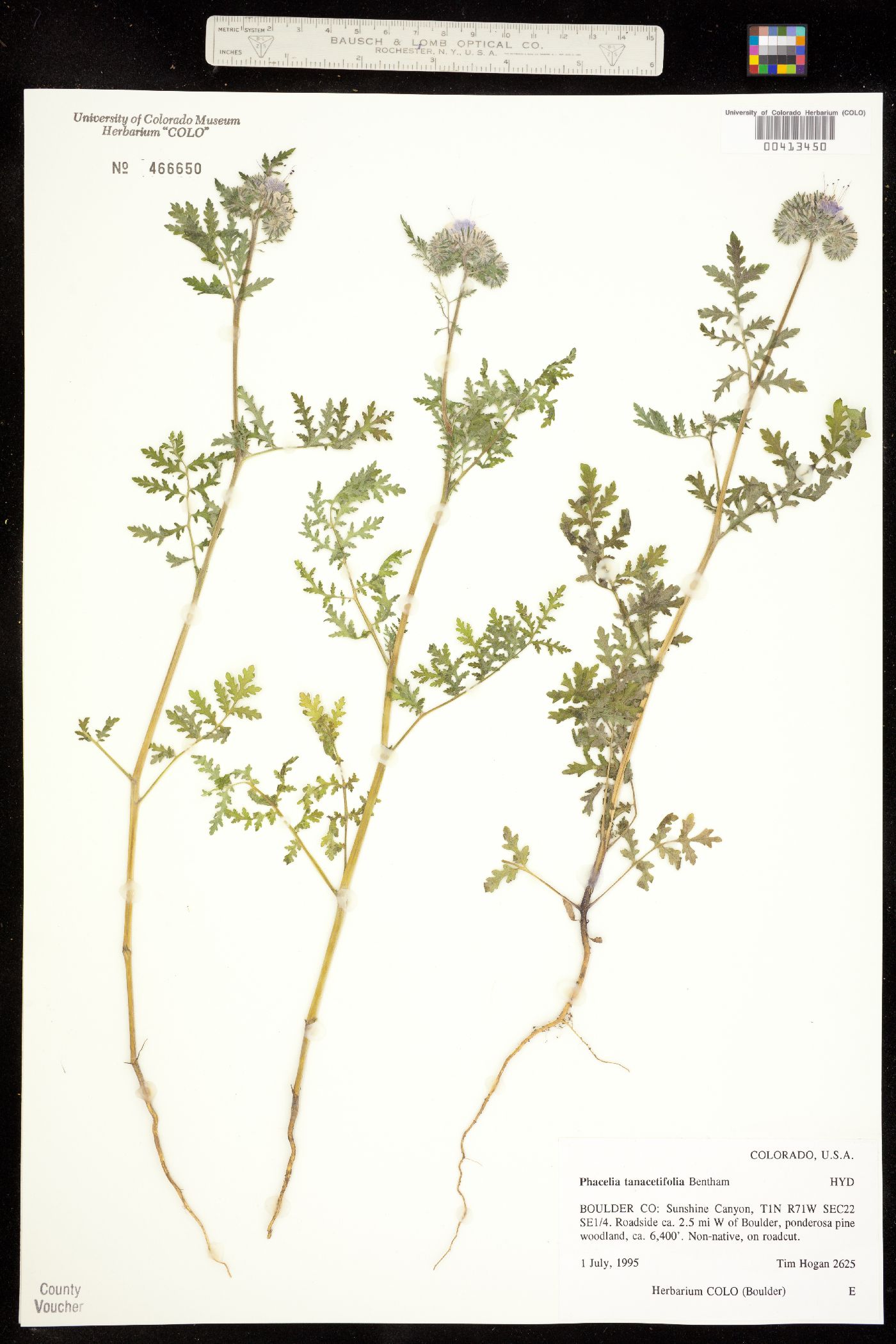 Phacelia tanacetifolia image