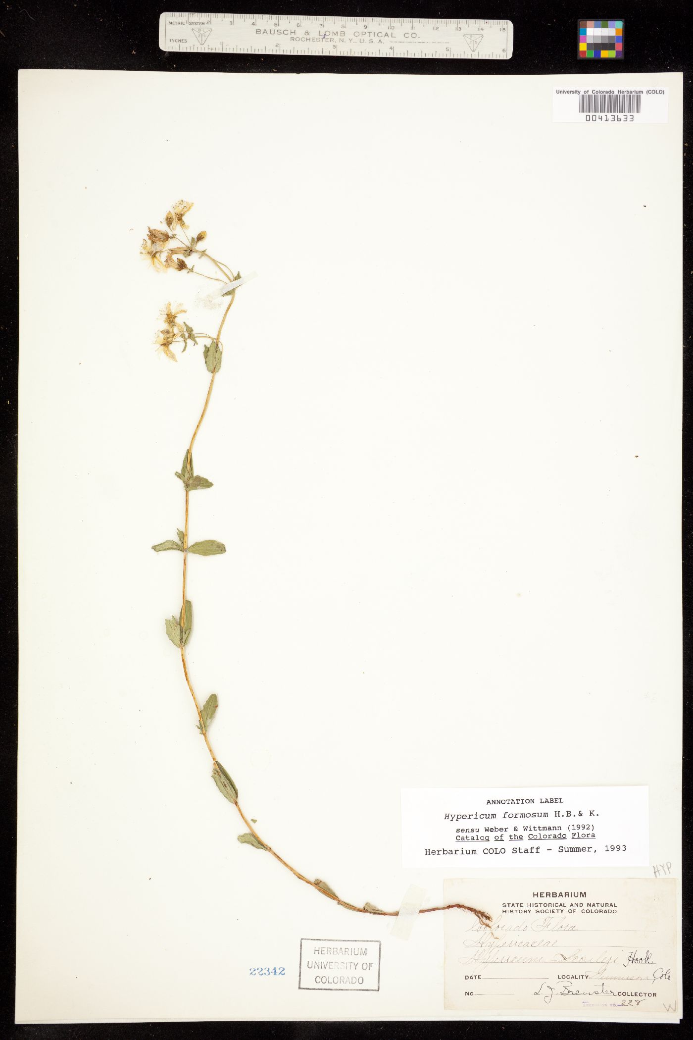 Hypericum image