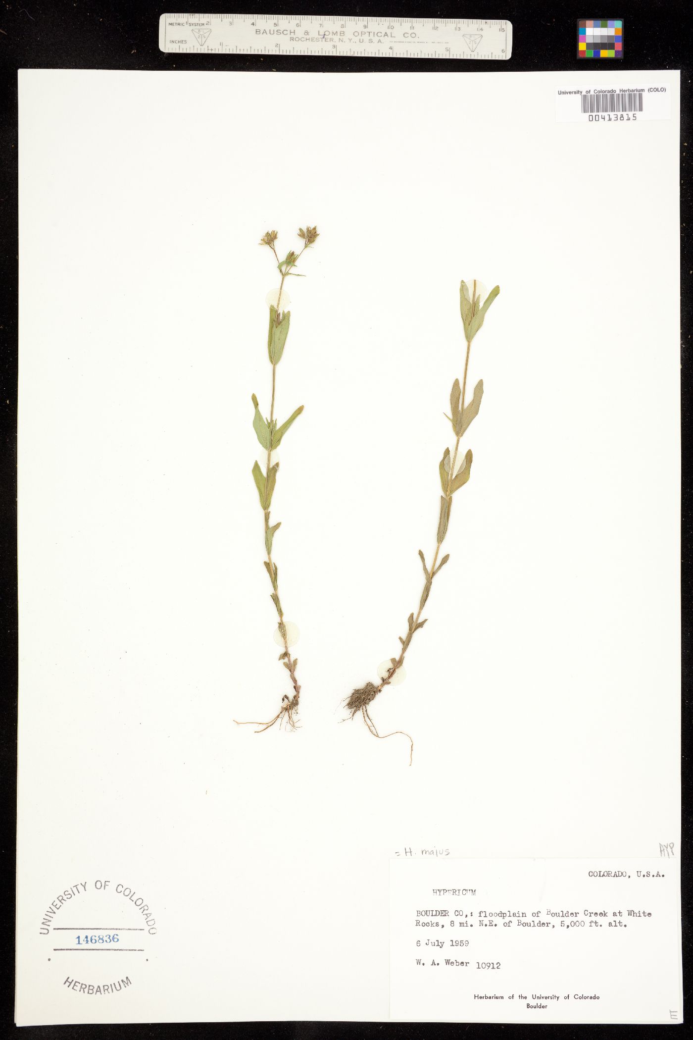 Hypericum image