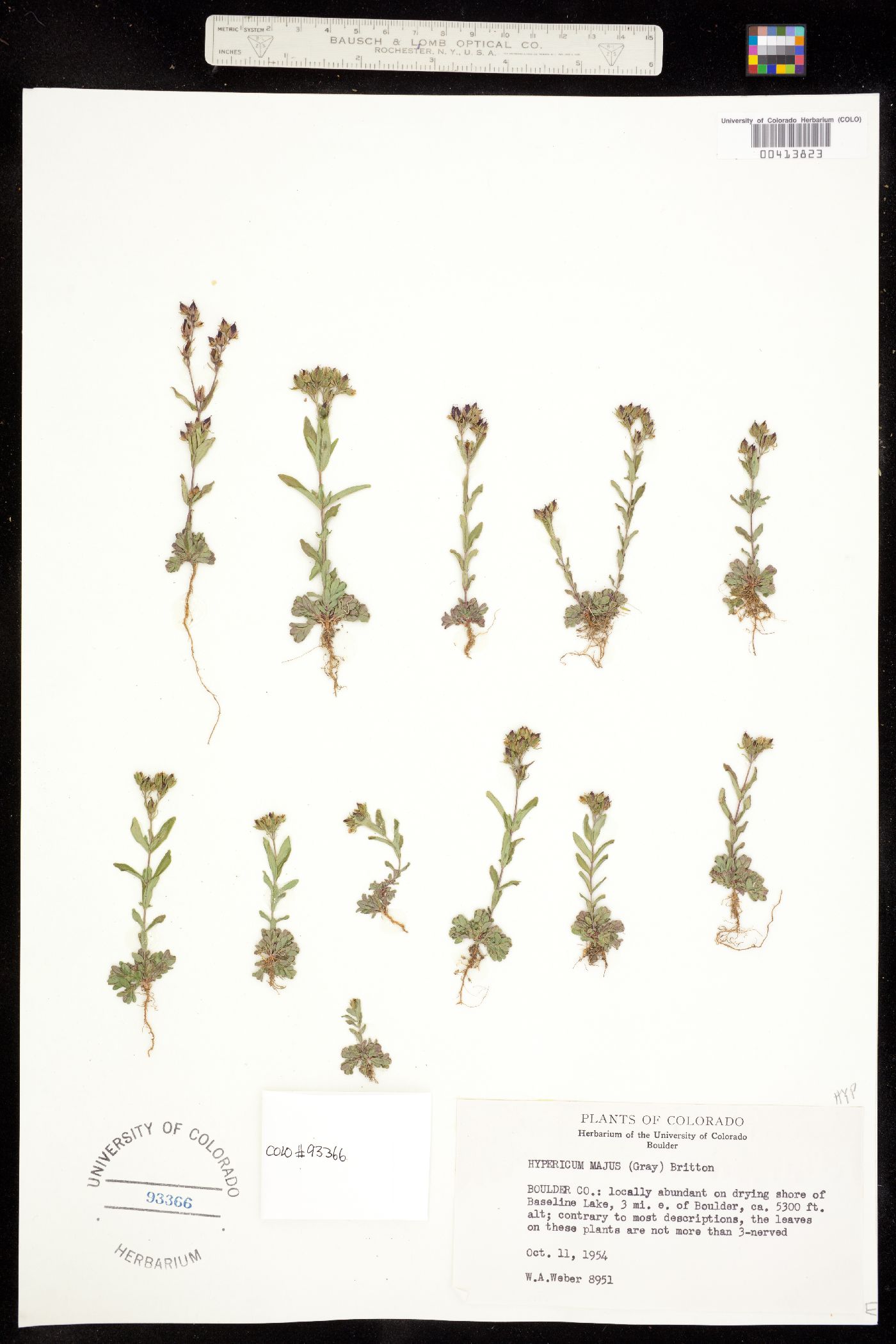 Hypericum majus image
